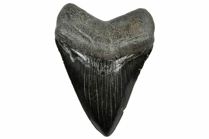 Fossil Megalodon Tooth - South Carolina #300197